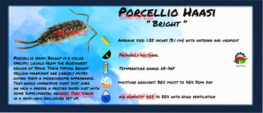 Porcellio Haasi Bright Isopod Bin Label